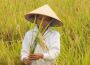 Chứng nhận nhãn hiệu tập thể lúa giống Hương Điền