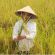 Chứng nhận nhãn hiệu tập thể lúa giống Hương Điền