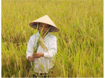 Chứng nhận nhãn hiệu tập thể lúa giống Hương Điền